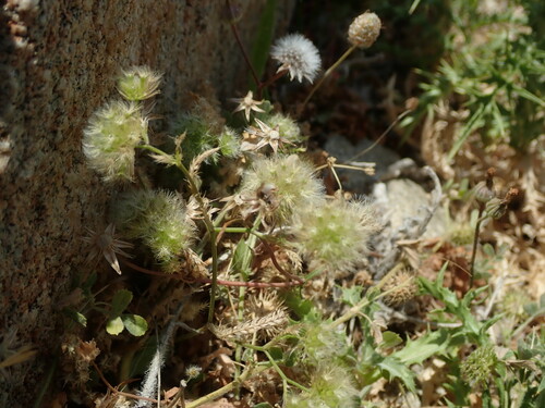 Image of Lagoecia cuminoides by (c) Daniel Cahen, some rights reserved (CC BY)