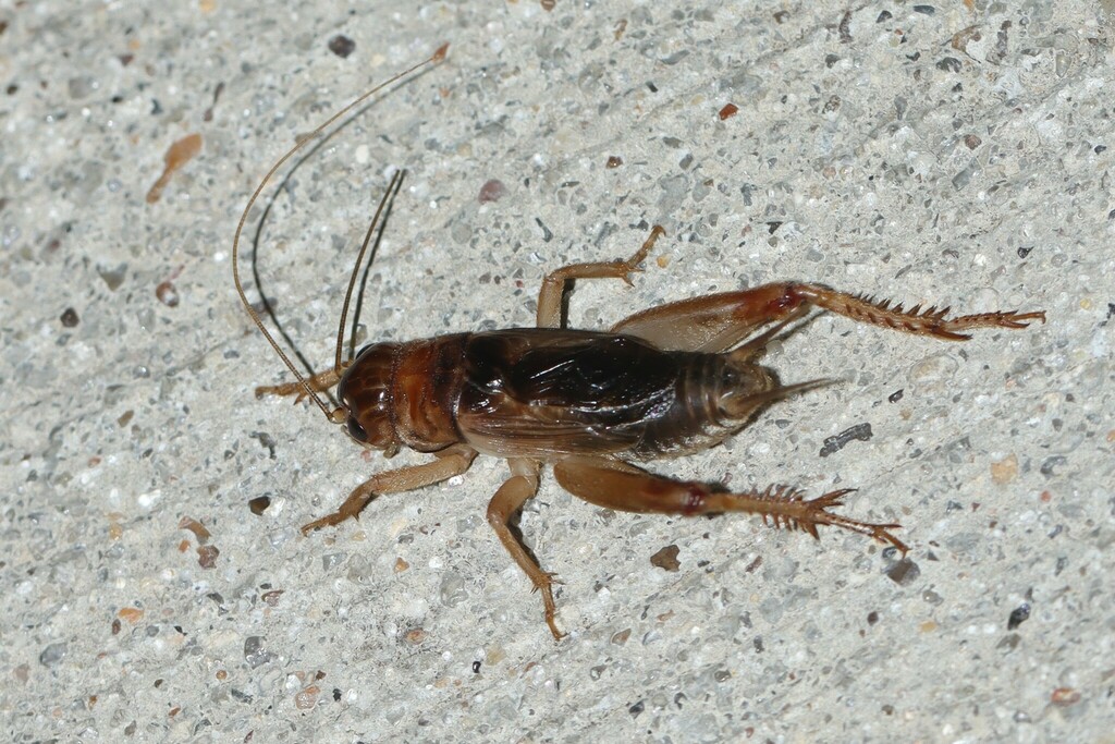 Common Short-tailed Cricket