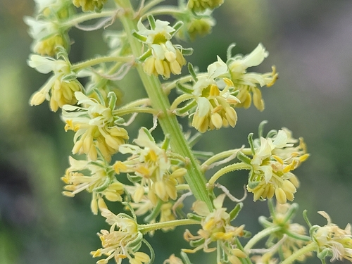 Representative image of Reseda lutea lutea
