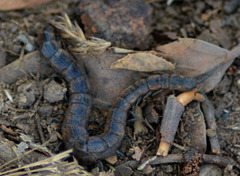 Arthrorhabdus pygmaeus