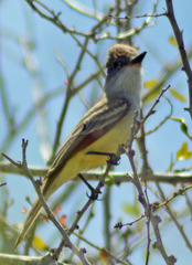 Myiarchus tyrannulus