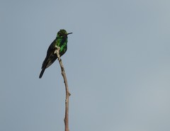 Cynanthus forficatus