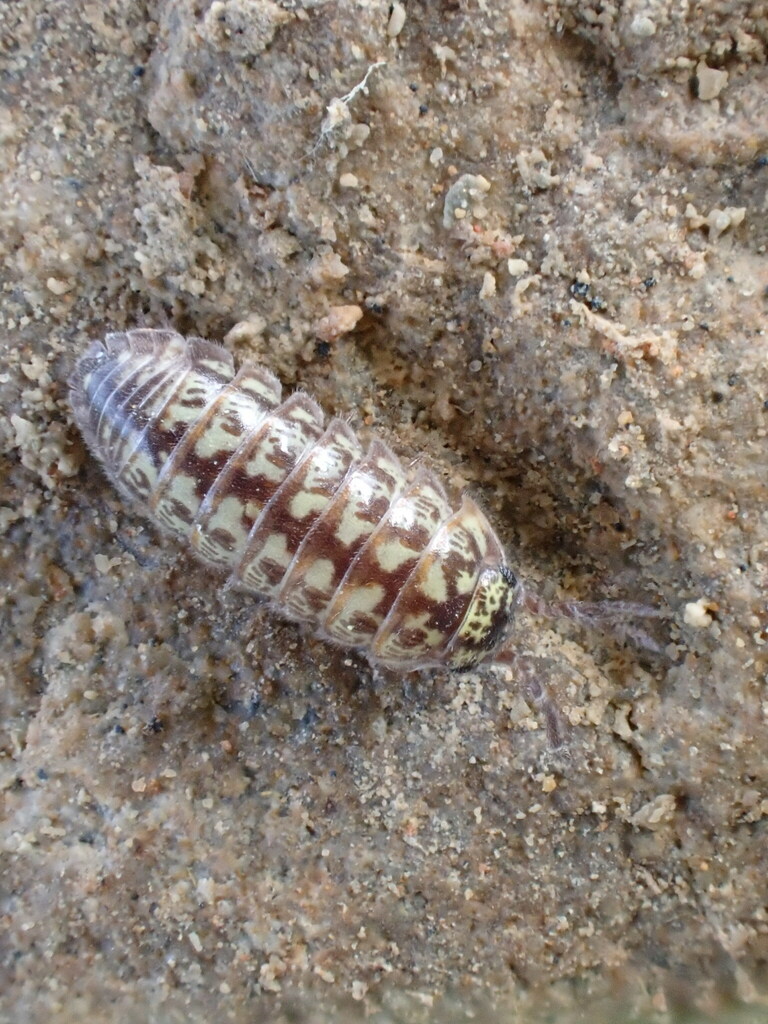 Alloschizidium mateui
