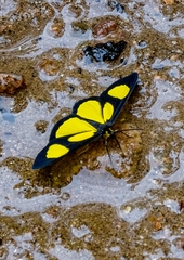 Cyllopodini