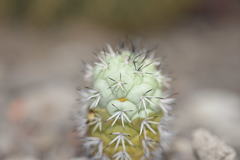 Ortegocactus macdougallii