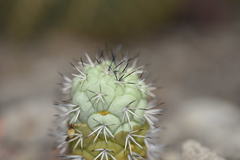 Ortegocactus macdougallii