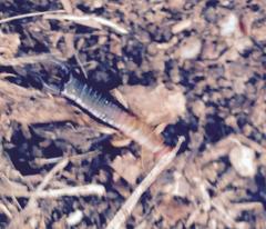 Forficula senegalensis