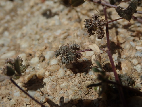 Image of Medicago coronata by (c) Daniel Cahen, some rights reserved (CC BY)