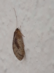 Nusalala tessellata