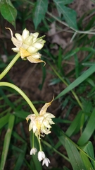 Allium canadense canadense