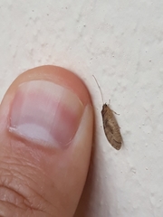 Nusalala tessellata