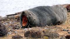 Arctocephalus