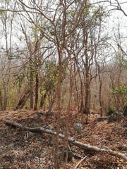 Handroanthus chrysanthus