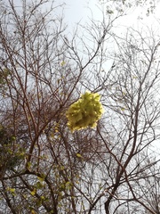 Handroanthus chrysanthus