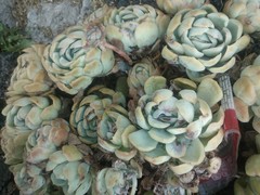 Echeveria elegans