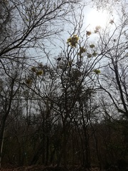 Handroanthus chrysanthus