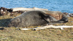 Arctocephalus
