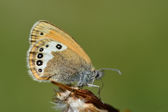 Coenonympha gardetta