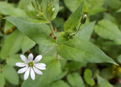Stellaria nemorum