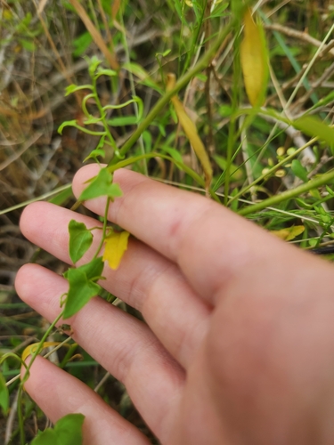 Maurandella antirrhiniflora, photograph 5