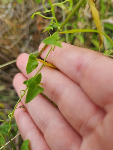 Maurandella antirrhiniflora, photograph 6