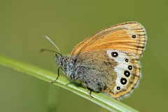 Coenonympha gardetta