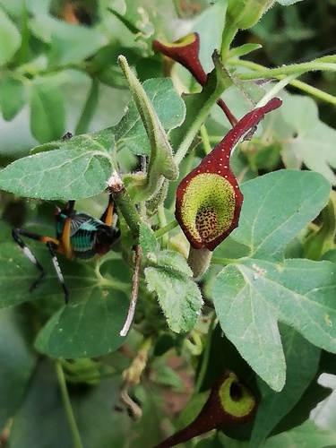 Aristolochia pentandra, photograph 4
