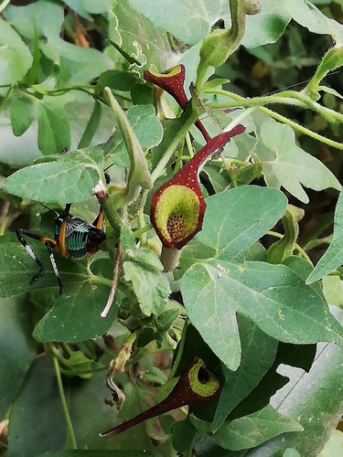 Aristolochia pentandra, photograph 5