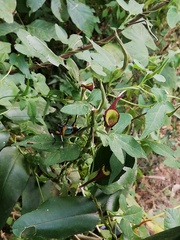 Aristolochia pentandra, photograph Liliana Ramírez-Freire, CC BY, iNaturalist via GBIF