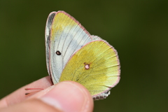 Colias phicomone