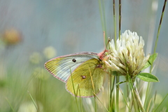 Colias phicomone