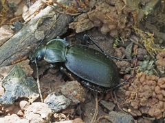 Carabus banonii