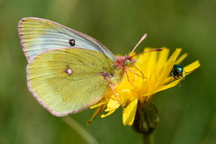 Colias phicomone