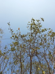Handroanthus