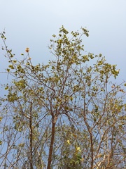 Handroanthus