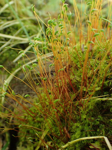 Pseudocampylium radicale observed 2024-04-27