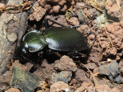 Carabus banonii