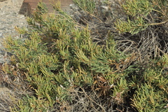 Rhazya stricta