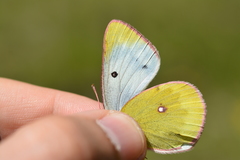 Colias phicomone