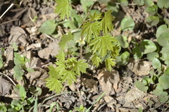 Acer platanoides