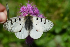 Parnassius phoebus
