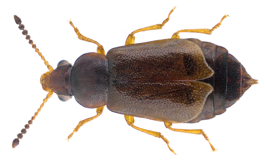 Eusphalerum minutum