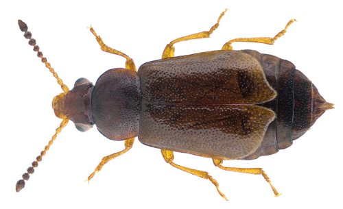 Eusphalerum minutum