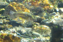 Crenichthys baileyi moapae