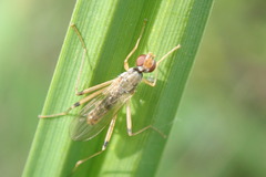 Nerioidea