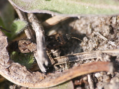 Sphragisticus nebulosus