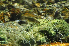Crenichthys baileyi moapae