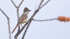 Myiarchus cinerascens