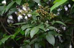 Vitex gamosepala