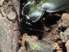 Carabus banonii